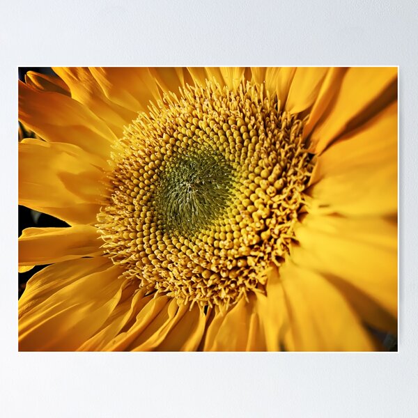Item preview, Yellow Sunflower Macro Photography designed and sold by ToadsWorkshop.