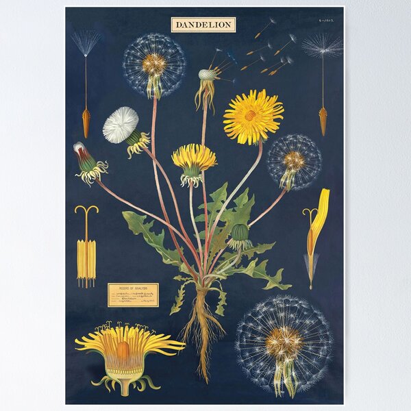 Item preview, Vintage Botanical Dandelion Illustration for Cottagecore Nature Lovers designed and sold by RickE.