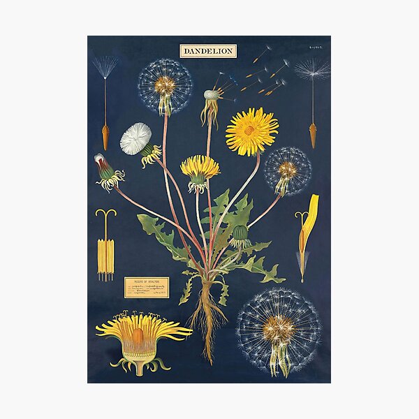 Item preview, Vintage Botanical Dandelion Illustration for Cottagecore Nature Lovers designed and sold by RickE.