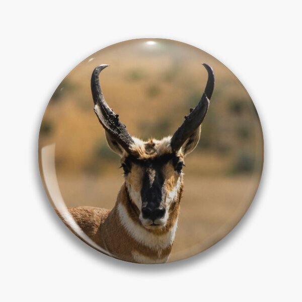 Item preview, Pronghorn buck designed and sold by Backyardtrail.