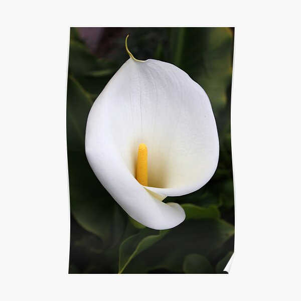 arum lilly 2 Poster