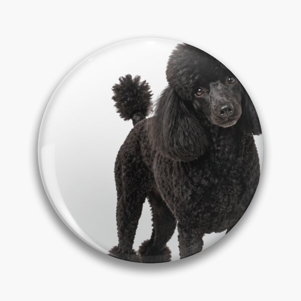 Item preview, Black Toy Poodle Thank You Lamb Clip Design designed and sold by ArtPrintPov.