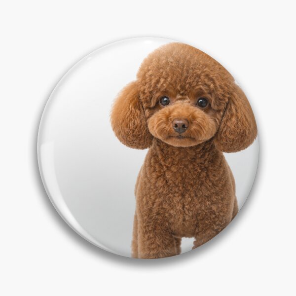 Item preview, Brown Toy Poodle My Treasure Mushroom Cut Design designed and sold by ArtPrintPov.