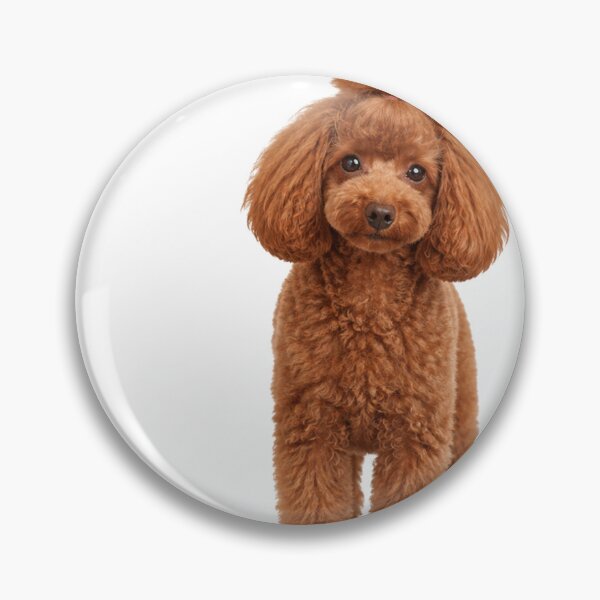 Item preview, Red Toy Poodle Happy Memories Top Knot Design designed and sold by ArtPrintPov.