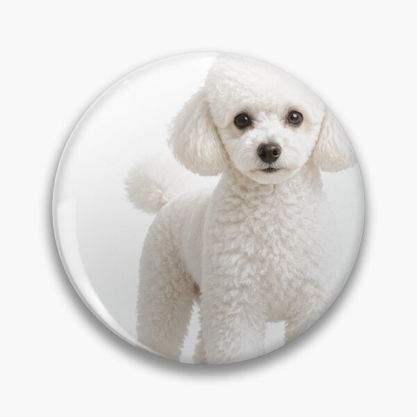 Item preview, White Toy Poodle Thank You Always Puppy Cut Design designed and sold by ArtPrintPov.