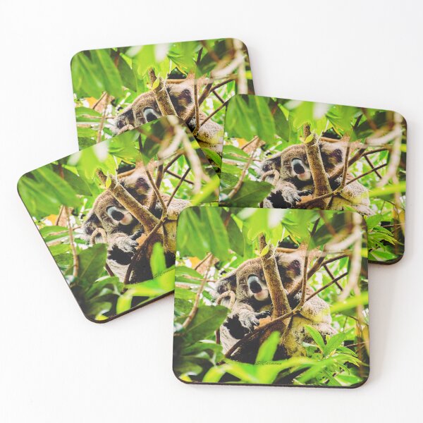 Item preview, Sleeping Koala Bear Eucalyptus Tree Australian Wildlife Photography designed and sold by AuraInkSC.