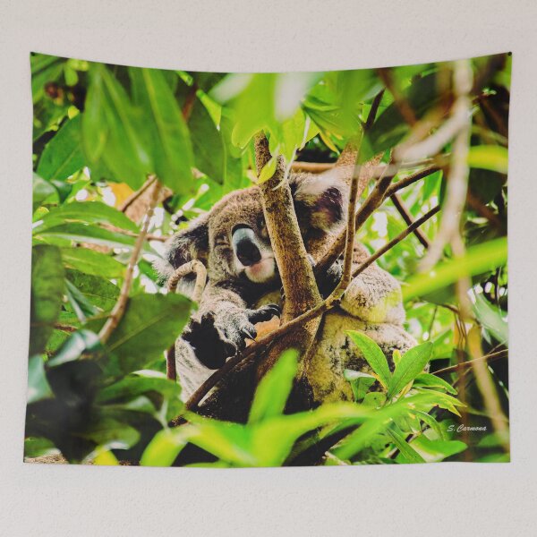 Item preview, Sleeping Koala Bear Eucalyptus Tree Australian Wildlife Photography designed and sold by AuraInkSC.
