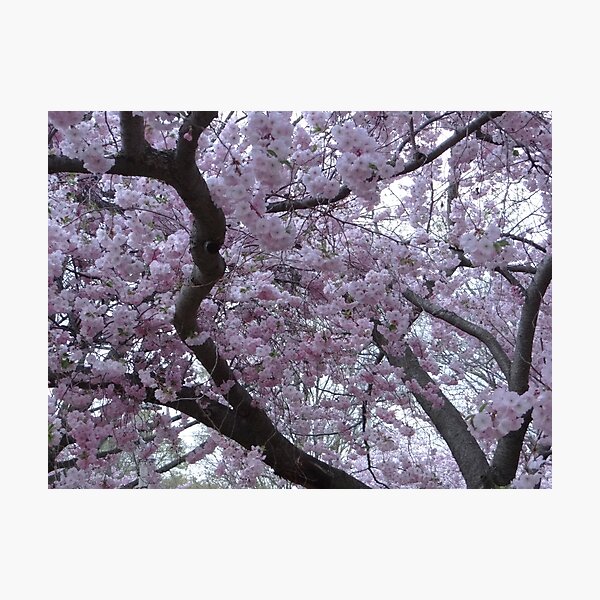 Item preview, Branches of Blossoms  designed and sold by Liesl Gaesser.