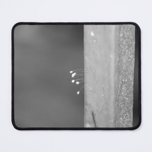 Item preview, B&W - Lacewing Eggs designed and sold by ROSE ANN BANILAR.
