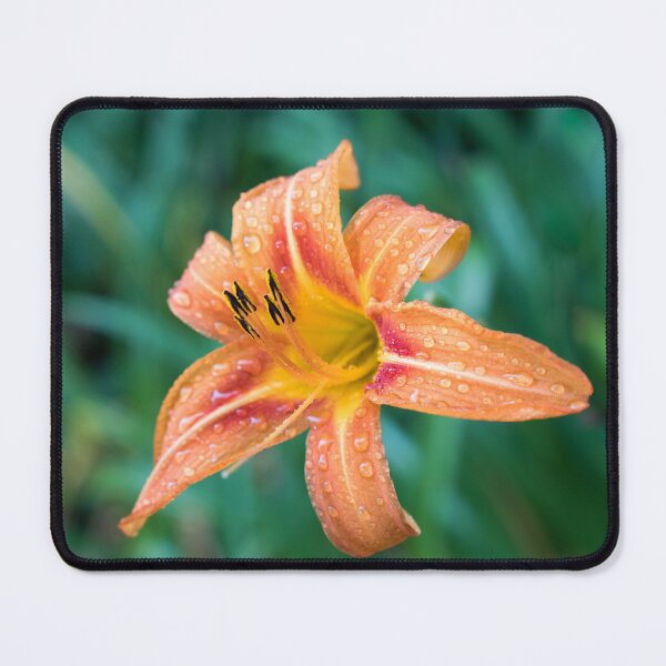 Item preview, Raindrops on Orange Daylily Bloom designed and sold by Georgia Mizuleva.