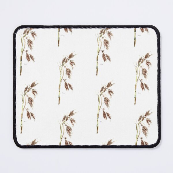 Item preview, Thamnochortus insignis – Botanical illustration designed and sold by Maree Clarkson .