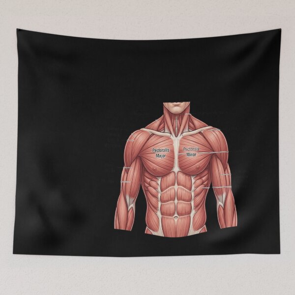 Item preview, Chest and Shoulder Muscular System designed and sold by didiersoyer.