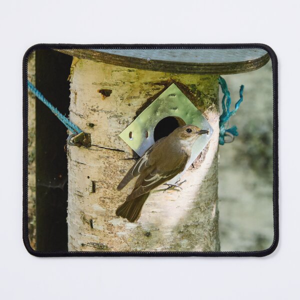 Item preview, My home. European pied flycatcher designed and sold by Jouko Lehto Photography.