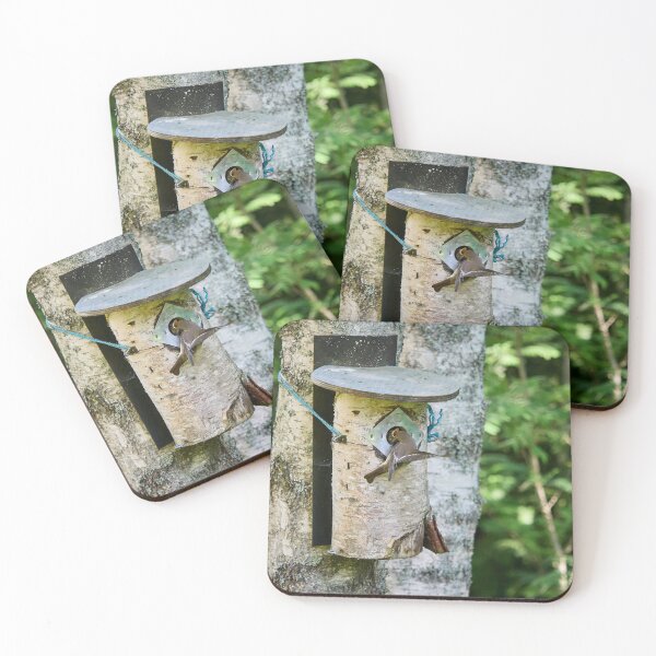 Item preview, Feed me. European pied flycatcher designed and sold by Jouko Lehto Photography.