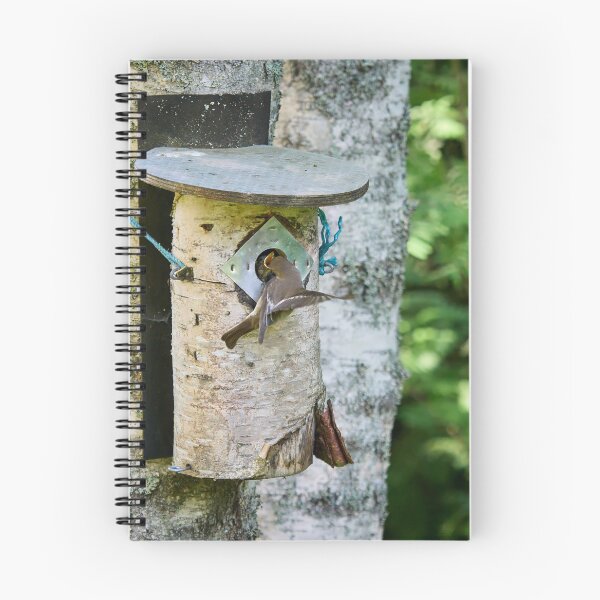 Item preview, Feed me. European pied flycatcher designed and sold by Jouko Lehto Photography.