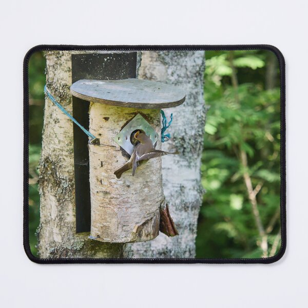 Item preview, Feed me. European pied flycatcher designed and sold by Jouko Lehto Photography.