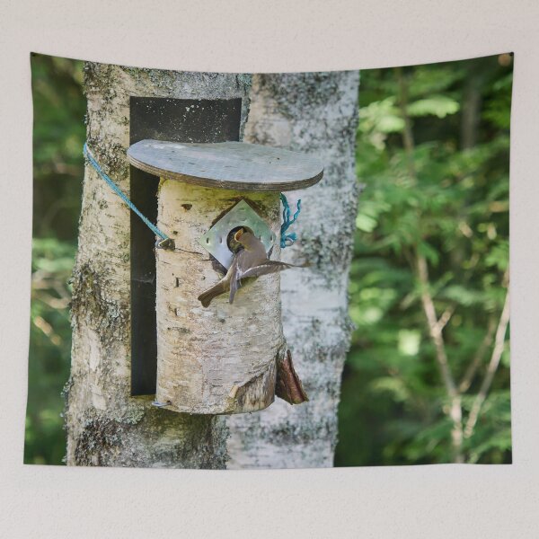 Item preview, Feed me. European pied flycatcher designed and sold by Jouko Lehto Photography.