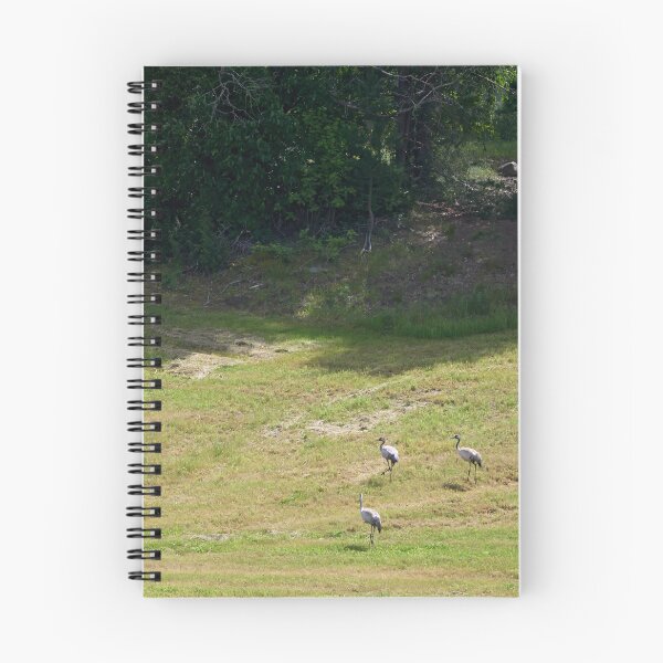 Item preview, Field. Eurasian crane designed and sold by Jouko Lehto Photography.