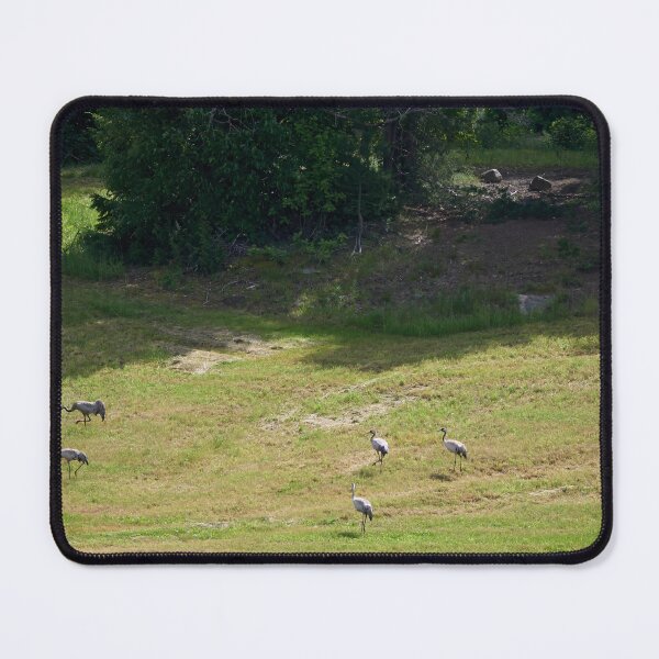 Item preview, Field. Eurasian crane designed and sold by Jouko Lehto Photography.