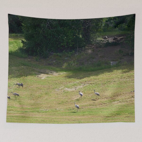 Item preview, Field. Eurasian crane designed and sold by Jouko Lehto Photography.