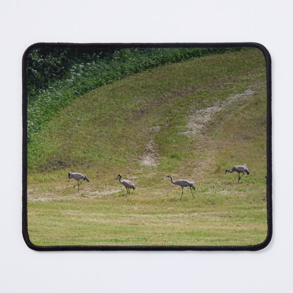Item preview, The line. Eurasian crane designed and sold by Jouko Lehto Photography.