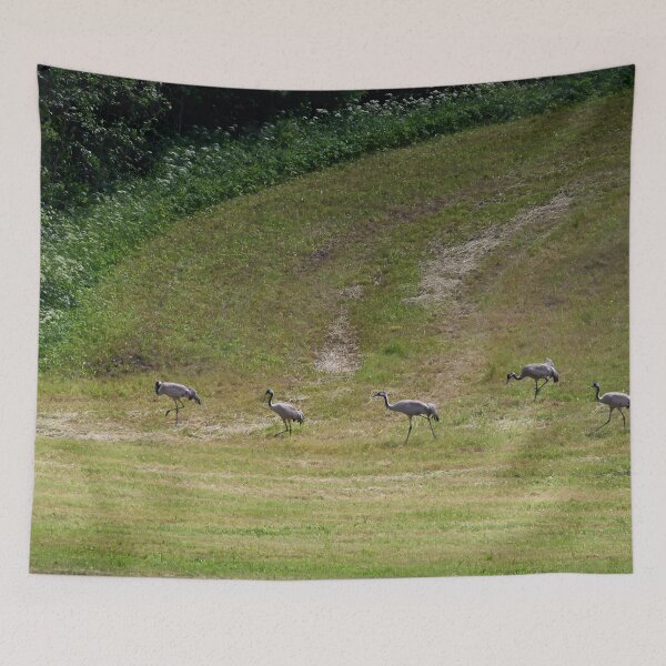 Item preview, The line. Eurasian crane designed and sold by Jouko Lehto Photography.