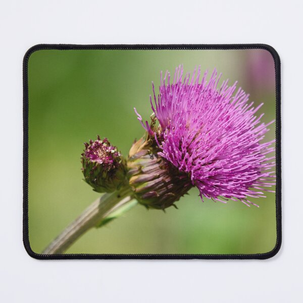 Item preview, Paint it pink. Melancholy Thistle designed and sold by Jouko Lehto Photography.