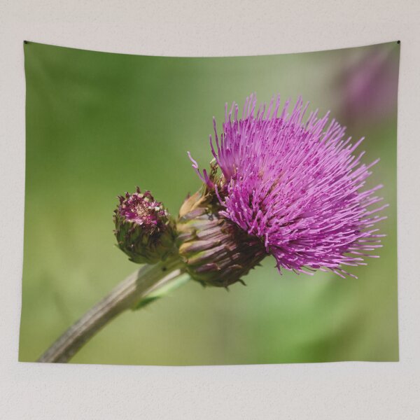 Item preview, Paint it pink. Melancholy Thistle designed and sold by Jouko Lehto Photography.