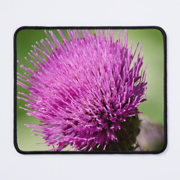 Item preview, Oh that color. Melancholy Thistle designed and sold by Jouko Lehto Photography.