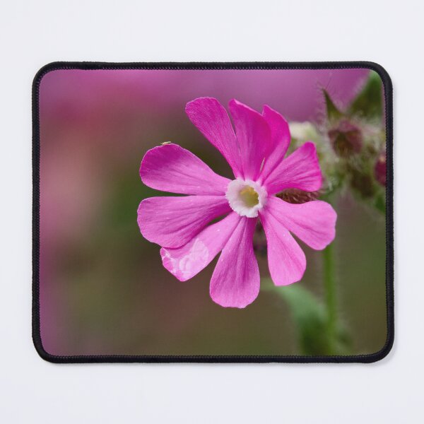Item preview, The flower. Red Campion designed and sold by Jouko Lehto Photography.