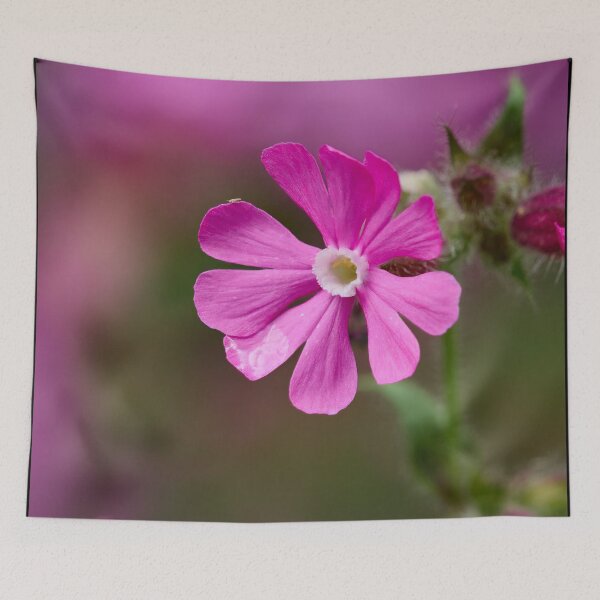Item preview, The flower. Red Campion designed and sold by Jouko Lehto Photography.