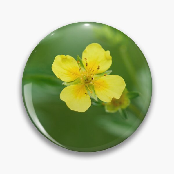 Item preview, Single flower. Tormentil designed and sold by Jouko Lehto Photography.