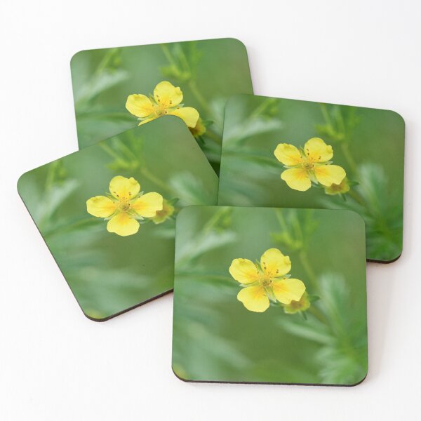 Item preview, Single flower. Tormentil designed and sold by Jouko Lehto Photography.