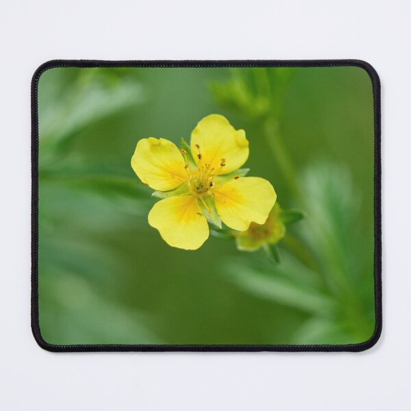 Item preview, Single flower. Tormentil designed and sold by Jouko Lehto Photography.