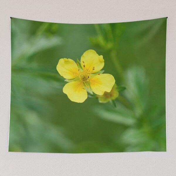Item preview, Single flower. Tormentil designed and sold by Jouko Lehto Photography.