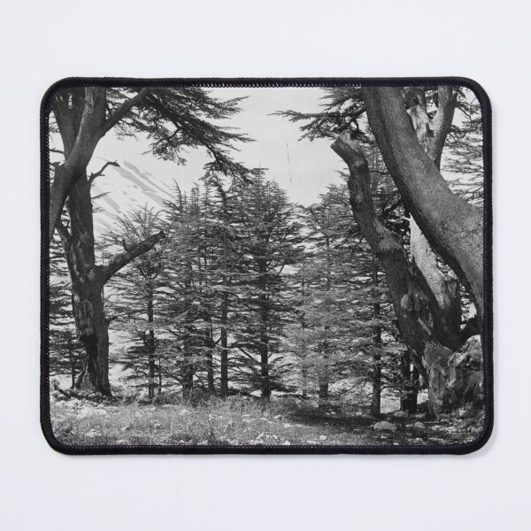 Item preview, Great Cedars of Lebanon, 1857 Bsharri Mount Lebanon landscape fine art black and white photograph by Francis Frith designed and sold by Astrid Arkhangelsky.