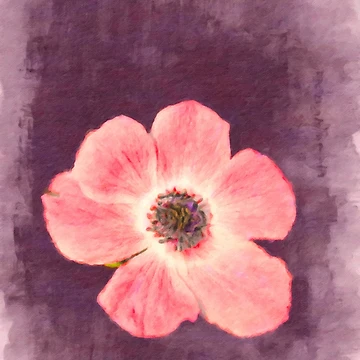 Artwork thumbnail, First Poppy of Spring... by Rasendyll