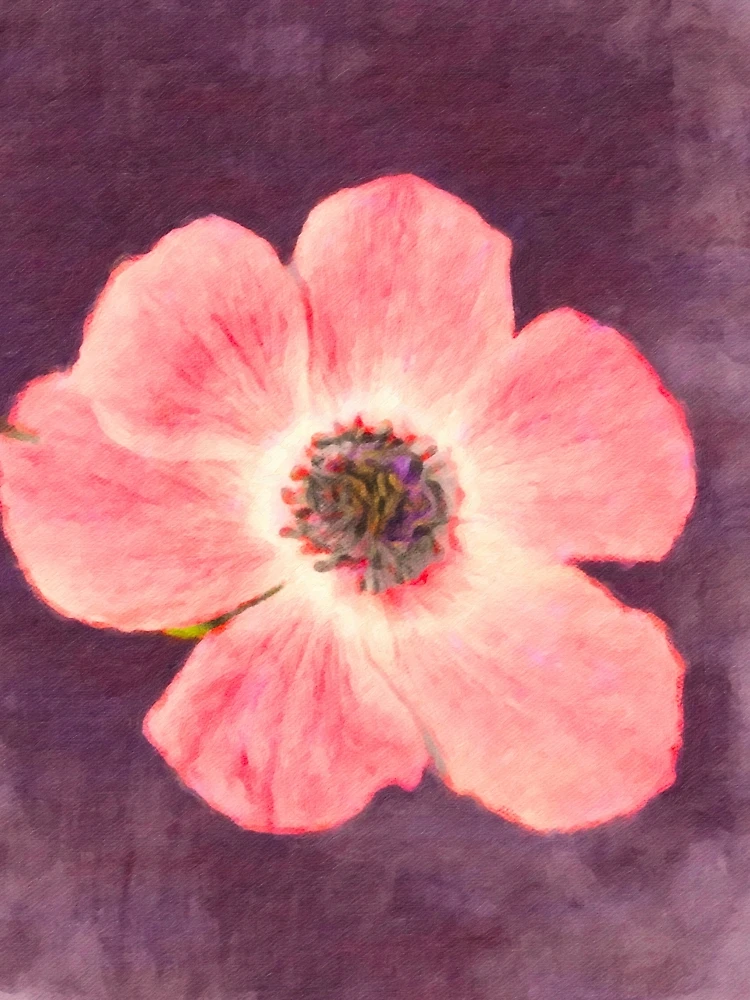 Thumbnail 3 of 3, Scarf, First Poppy of Spring... designed and sold by Rasendyll.