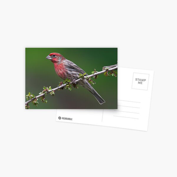 House Finch Postcard