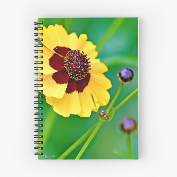 Item preview, Coreopsis Flower in Full Bloom and Buds designed and sold by AMacGPhilly.