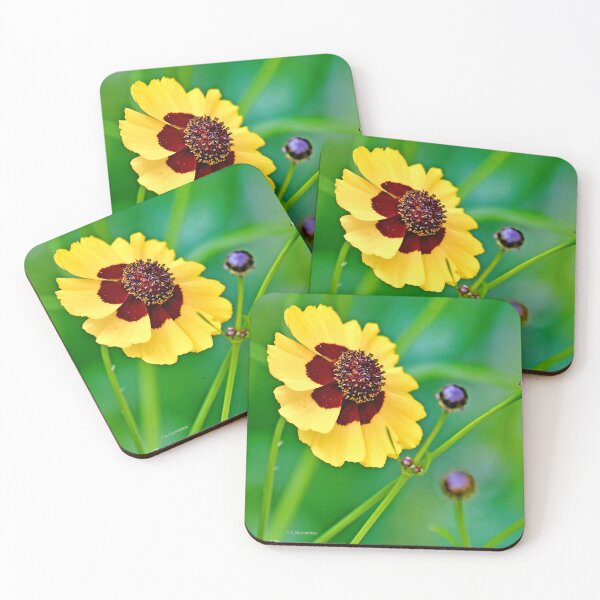 Item preview, Coreopsis Flower in Full Bloom and Buds designed and sold by AMacGPhilly.