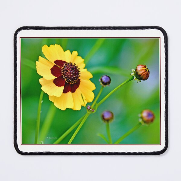 Item preview, Coreopsis Flower in Full Bloom and Buds designed and sold by AMacGPhilly.
