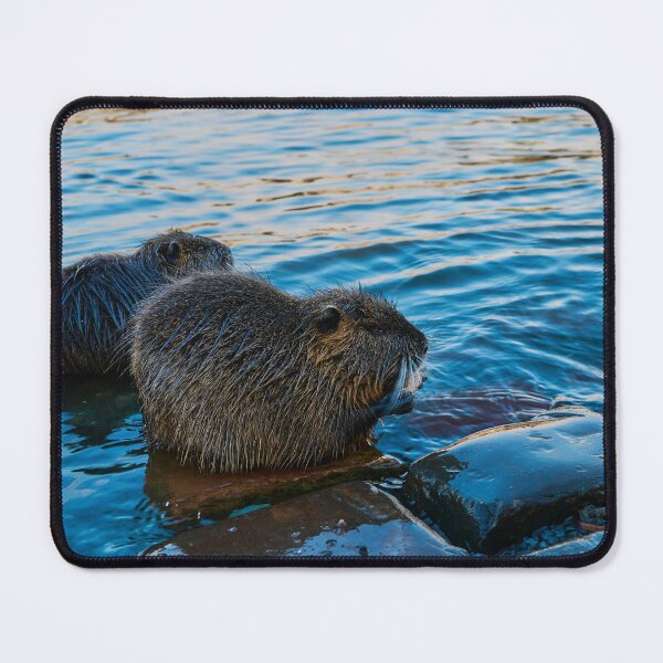 Item preview, Nutria Invasion designed and sold by Eidetic Photos.