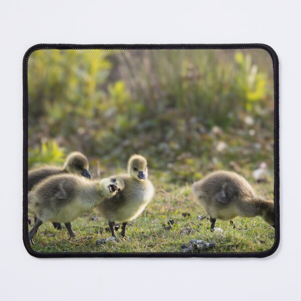Item preview, Adorable Fluffy Gosling Squad Playing in the Sun designed and sold by OnHeathAndMoor.
