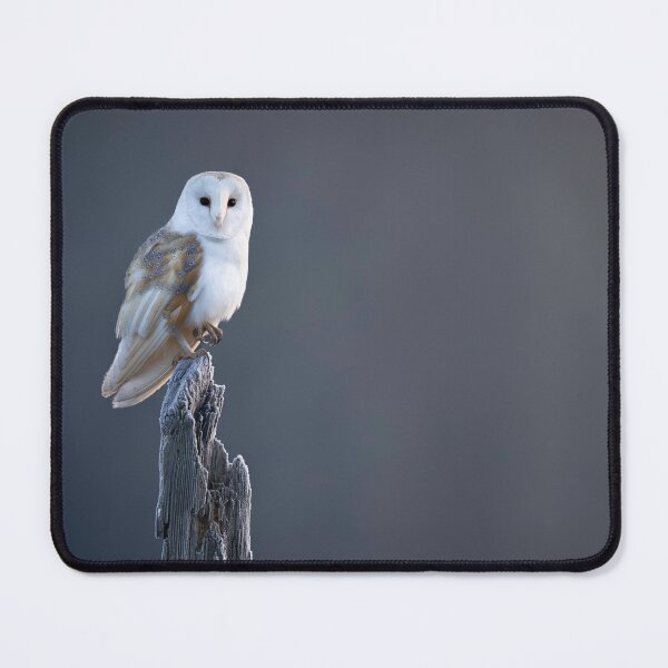 Item preview, Majestic Barn Owl Perched in Winter Light designed and sold by OnHeathAndMoor.