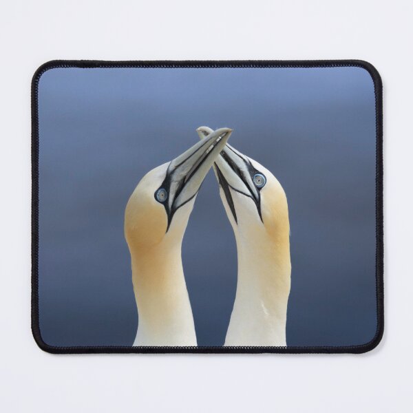 Item preview, Eternal Bond Northern Gannets Seabird Portrait designed and sold by OnHeathAndMoor.