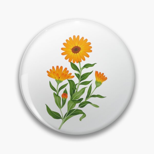 Item preview, Calendula (Pot Marigold) Botanical Illustration designed and sold by yumnedolesa1.