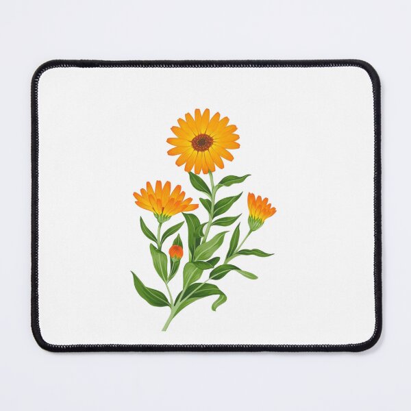 Item preview, Calendula (Pot Marigold) Botanical Illustration designed and sold by yumnedolesa1.