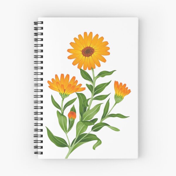 Item preview, Calendula (Pot Marigold) Botanical Illustration designed and sold by yumnedolesa1.