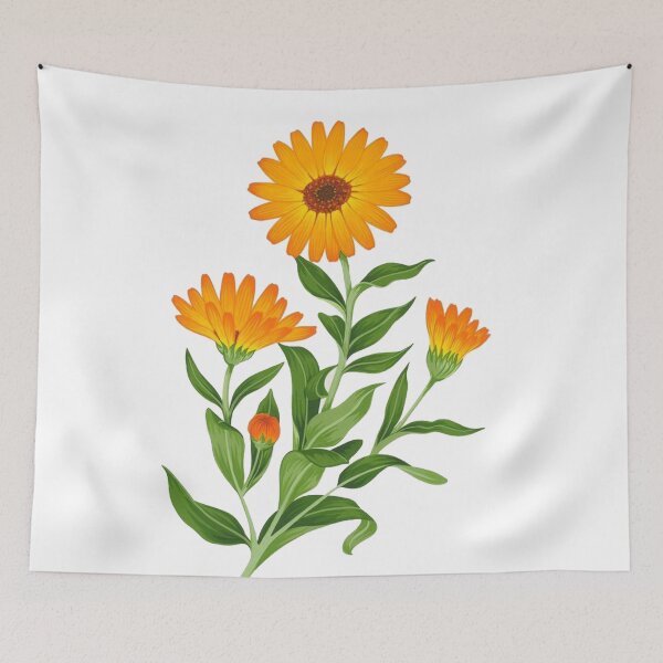 Item preview, Calendula (Pot Marigold) Botanical Illustration designed and sold by yumnedolesa1.